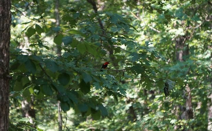 20210730 Scarlet Tanager (Piranga olivacea) by schizoform is licensed under CC BY 2.0.